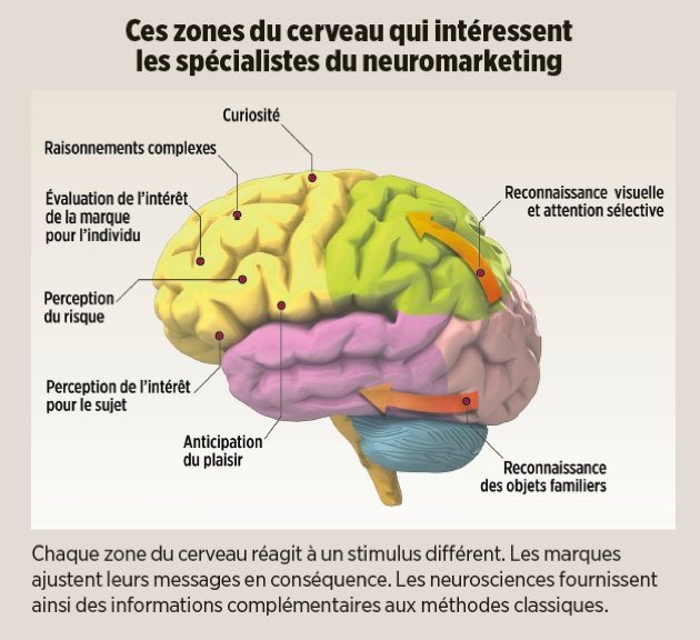 cerveau-1